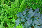 Fern in my jungle garden