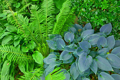 Buy stock photo Background, green and growth with fern in garden closeup for botany, horticulture or landscaping. Environment, nature and wallpaper with plants growing outdoor in backyard for conservation or ecology