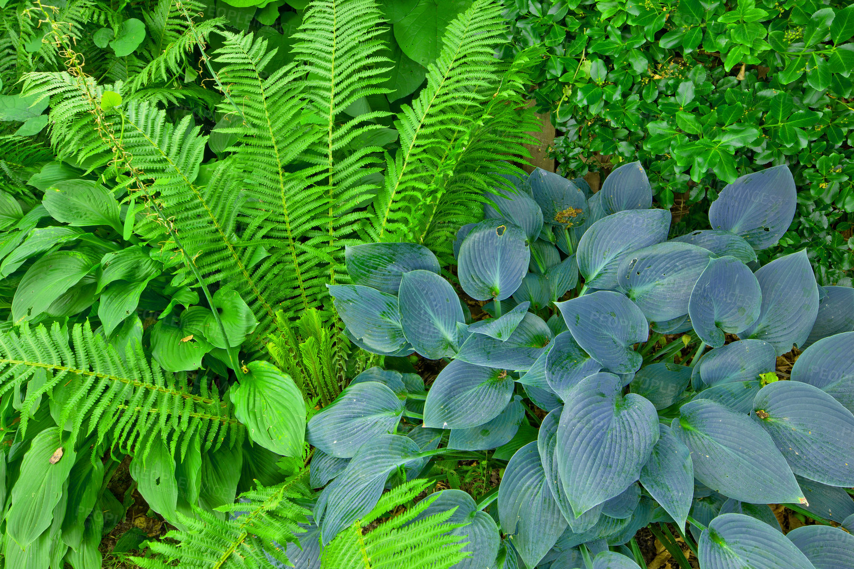 Buy stock photo Background, green and growth with fern in garden closeup for botany, horticulture or landscaping. Environment, nature and wallpaper with plants growing outdoor in backyard for conservation or ecology