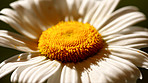 Daisy - Marguerite