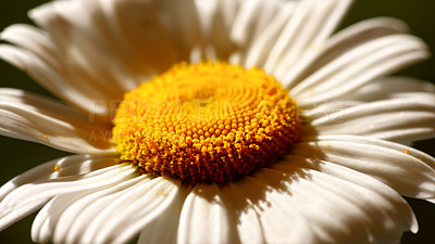 Buy stock photo Closeup of one daisy flower growing in meadow outside in summer from above. Zoom of a single marguerite plant blooming on a green field in spring. Top view of a white flower blossoming in a garden