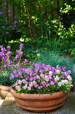 Buy stock photo Pansies growing in a vase in a backyard garden in summer. Landscape of purple plants blooming in a lush green environment in spring. Beautiful violet flowering plants budding in a yard outside. 