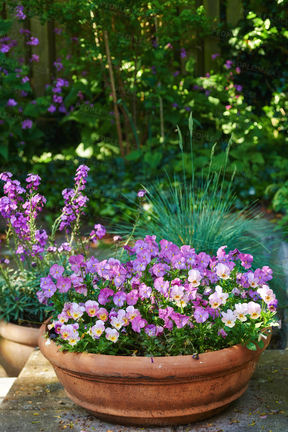 Buy stock photo Pansies growing in a vase in a backyard garden in summer. Landscape of purple plants blooming in a lush green environment in spring. Beautiful violet flowering plants budding in a yard outside. 