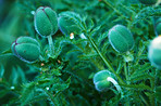 Poppies