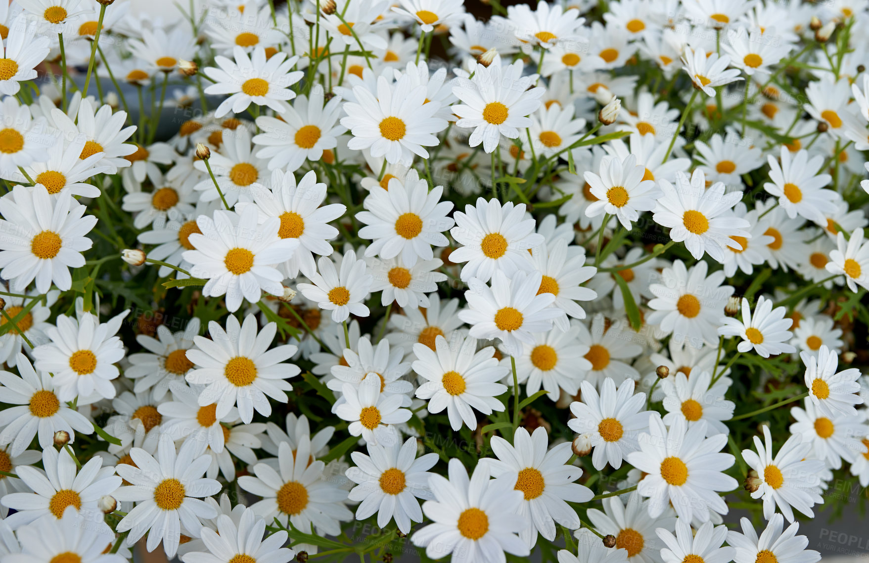 Buy stock photo Daisy flowers growing in scenic botanical garden from above. Top view of marguerite flowering plants on field in spring. Bright white flowers blooming in meadow in summer. Flora flourishing in nature