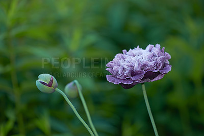 Buy stock photo Color, flowers and growth in nature, outdoor and plants in environment, sustainable and leaves in morning. Blossom, petal and sprout of poppies, floral and eco friendly in spring, ecosystem or Europe