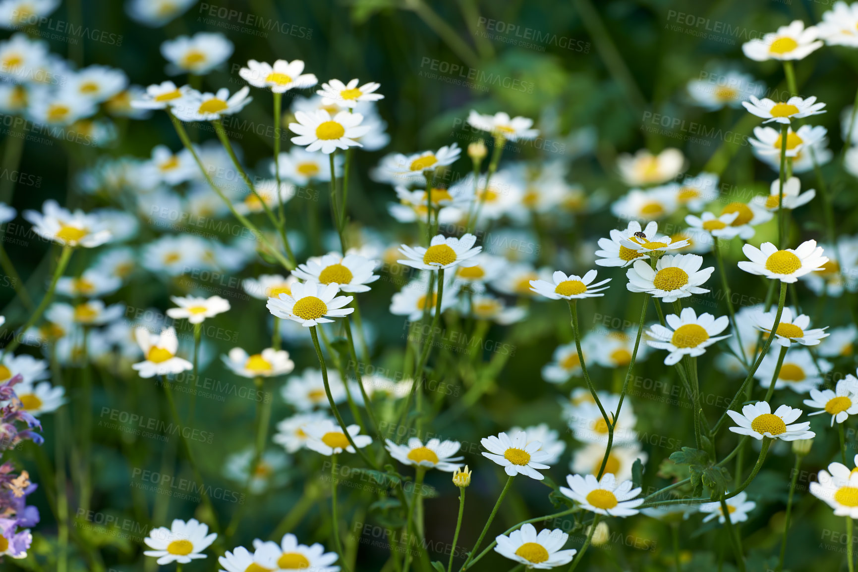 Buy stock photo Many daisy flowers growing in a scenic green botanical garden. Bright white marguerite flowering plants on a grassy field in spring. Pretty flowers flourishing in a lush meadow in nature