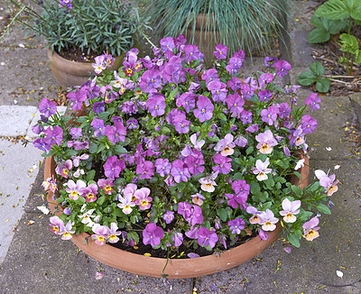 Buy stock photo Top view of pansies growing in a vase in a backyard garden in summer. Purple plants blooming in a lush green environment in spring from above. Beautiful violet flowering plants budding in a yard