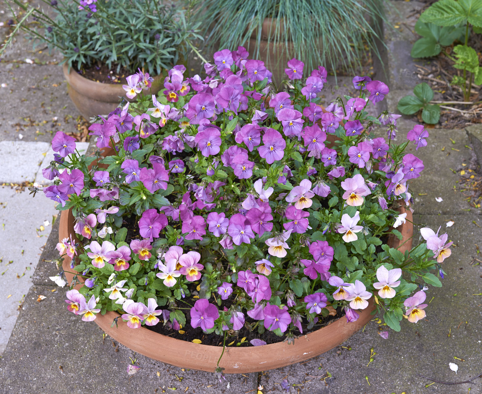 Buy stock photo Top view of pansies growing in a vase in a backyard garden in summer. Purple plants blooming in a lush green environment in spring from above. Beautiful violet flowering plants budding in a yard