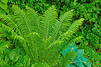 Fern in my jungle garden