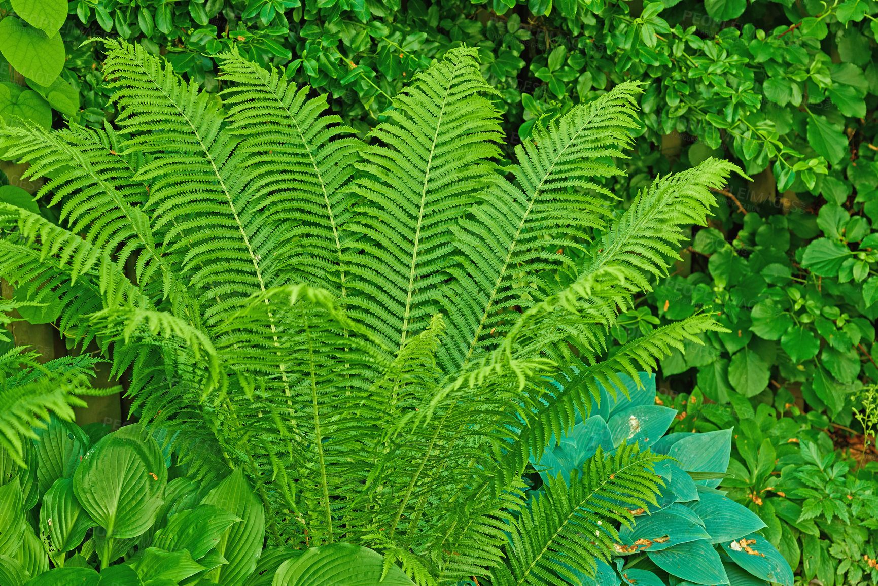 Buy stock photo Fern and tropical plants in my garden