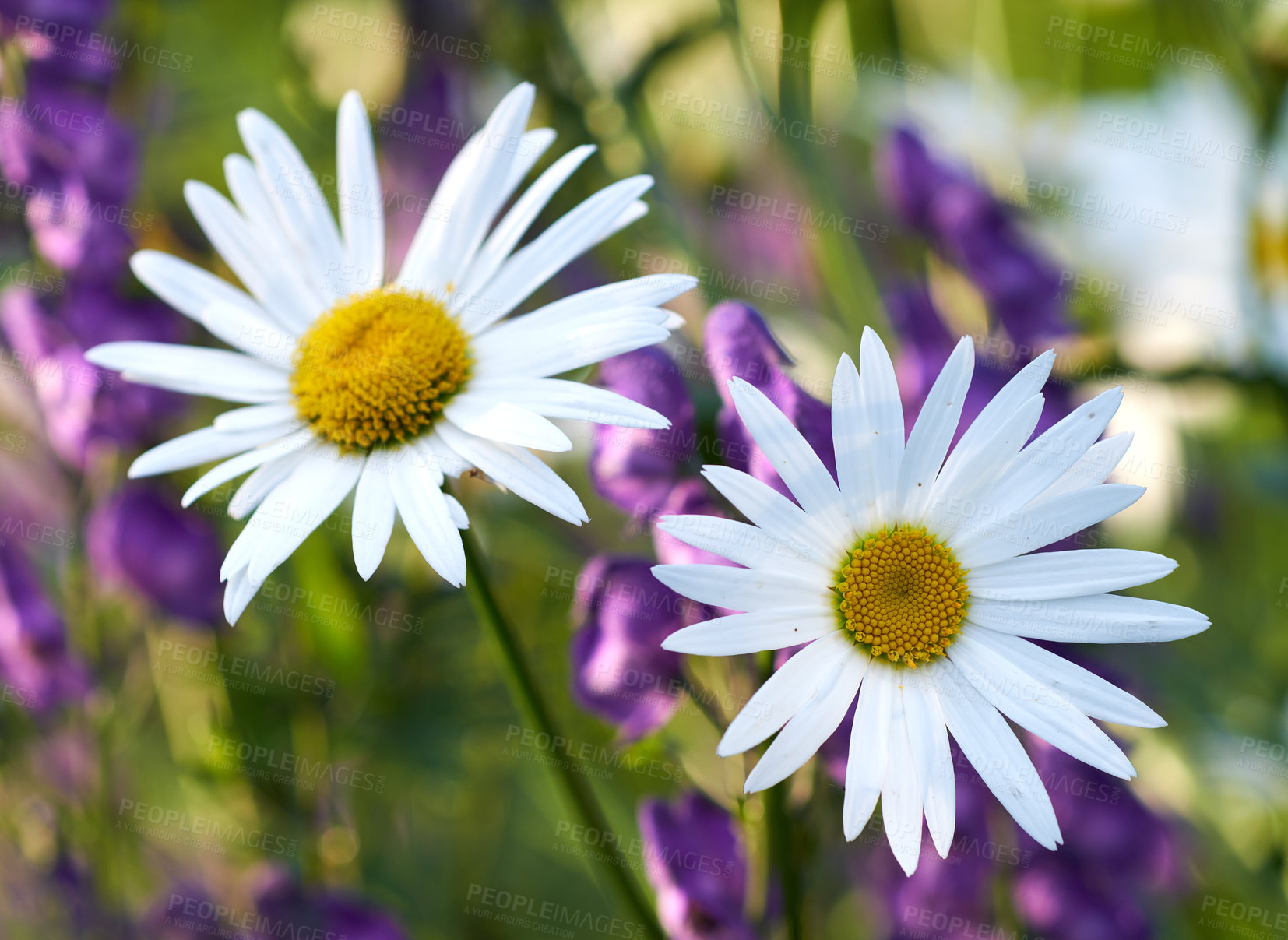 Buy stock photo Beautiful marguerite daisy flowers growing in a garden on a sunny day outdoors. Fresh and pure white flower petals with yellow centre for insects to pollinate blooming in nature during spring season