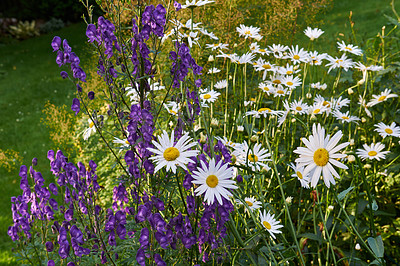 Buy stock photo A view of a bloomed long common daisy flower with aster. flowers and white, purple petals with steam and yellow center in bloom and late springtime amazing green field on a bright sunny day. 