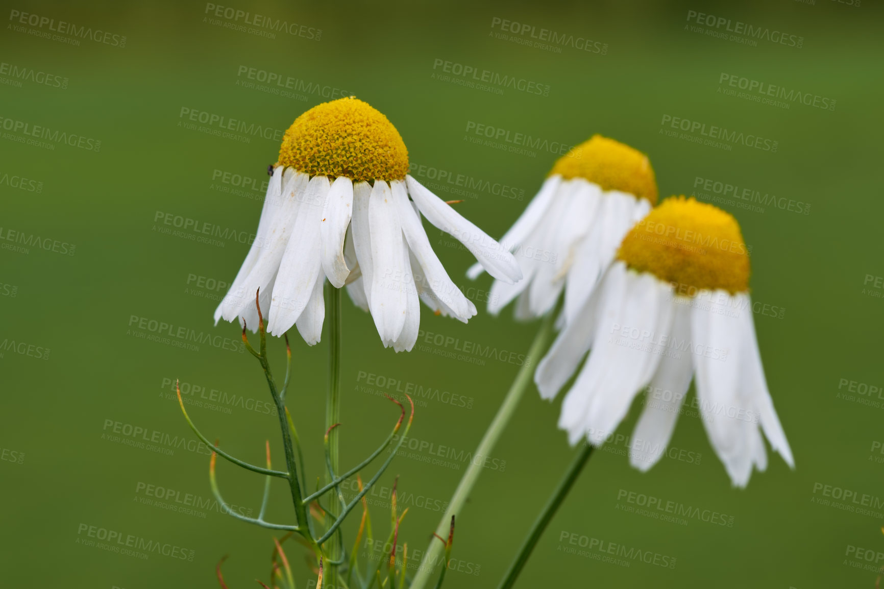 Buy stock photo Closeup of three chamomile flowers against a green blurred background. A bunch of marguerite daisy blooms growing in a field of greenery outside. German or Roman chamomile plants for herbal tea.