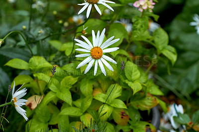 Buy stock photo Top view of a daisy flower growing in backyard garden in summer. Marguerite plants blooming in its natural environment in spring from above. Pretty white flowers blossoming in garden. Flora in meadow