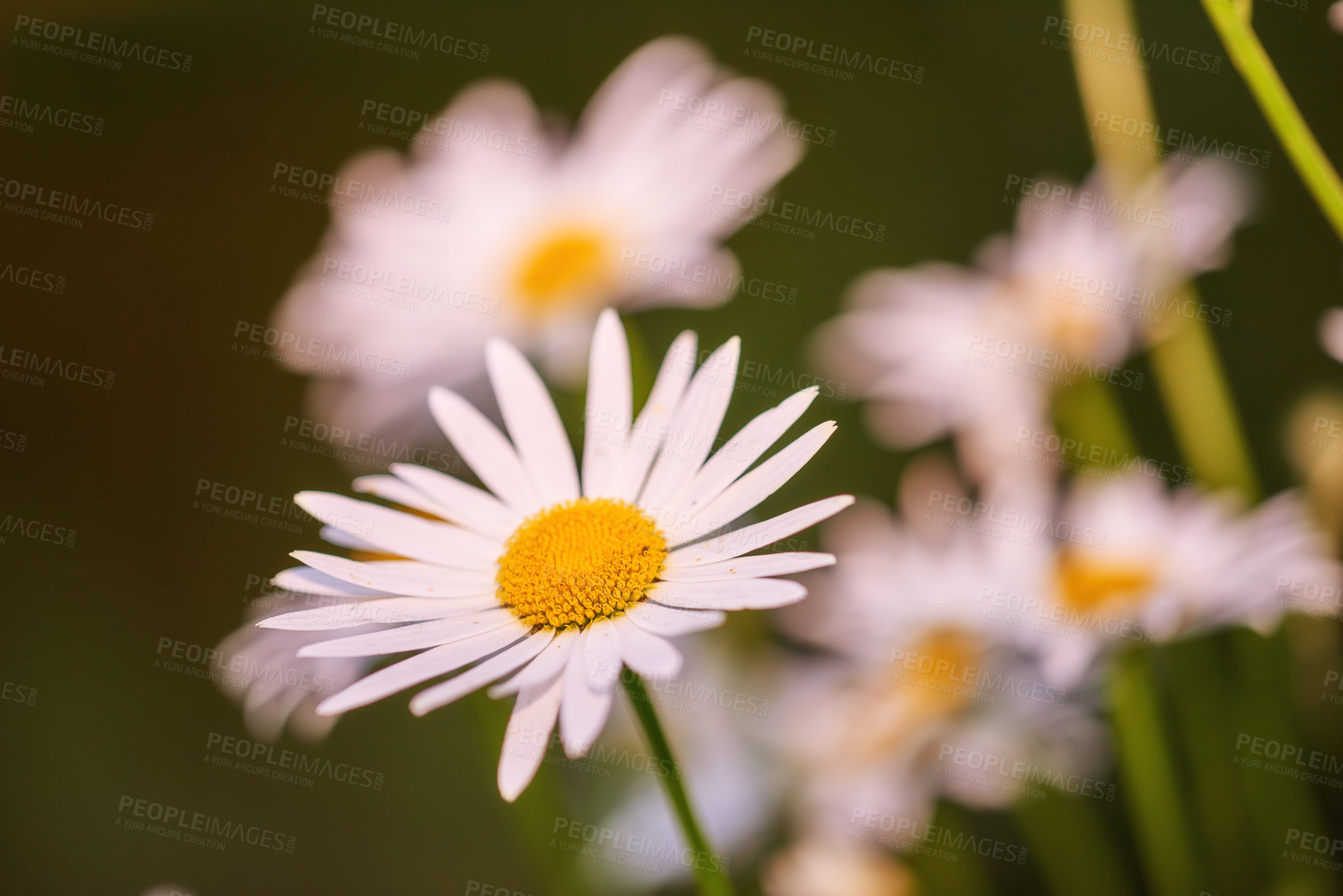 Buy stock photo Daisy flowers growing against scenic blurry green botanical background. Marguerite perennial flowering plants on grassy meadow in spring. Beautiful pink flowers blooming in backyard garden in summer