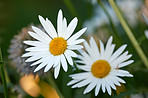 Daisy - Marguerite