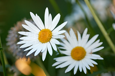 Buy stock photo Daisy flowers growing in a lush backyard garden in summer. Beautiful flower on a green grassy lawn in spring from above for gardening and landscaping. White flowering plants blooming in a park