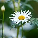 Daisy - Marguerite