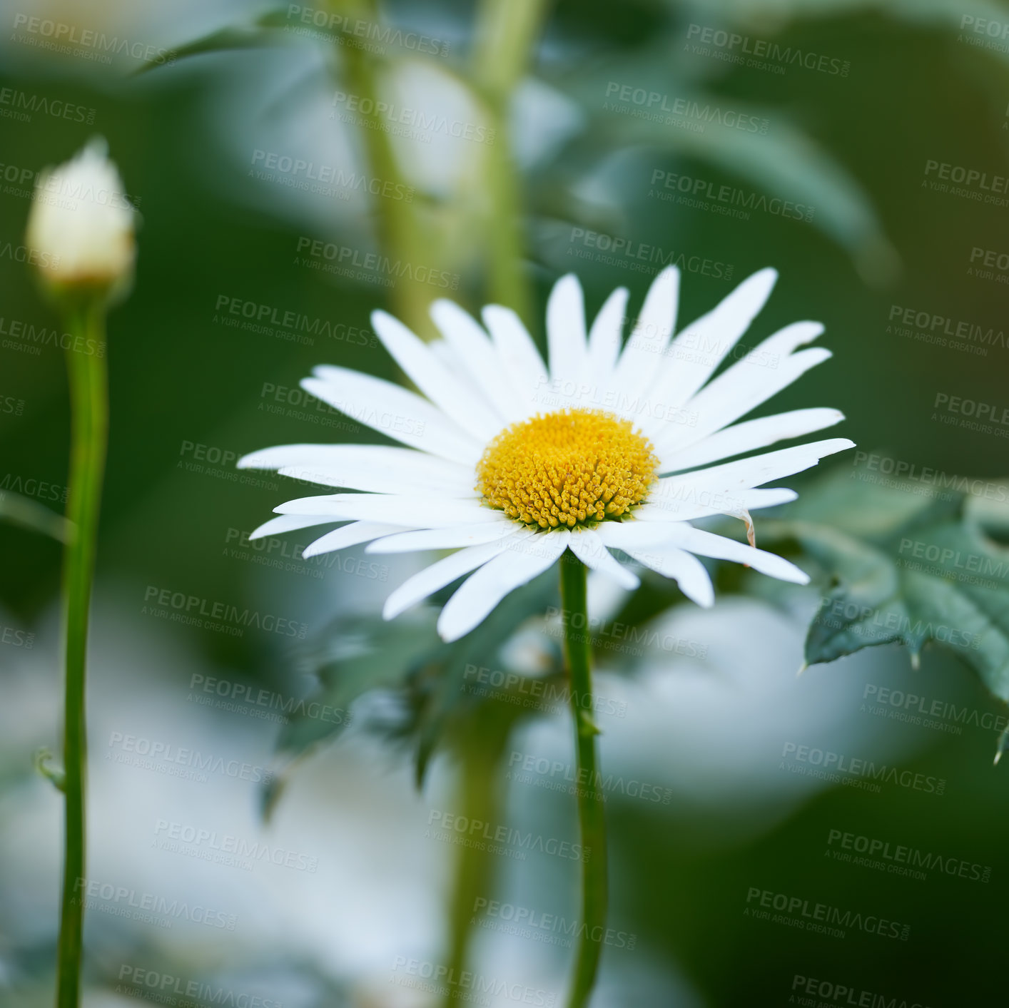 Buy stock photo Green grass and chamomile in the meadow. Spring or summer nature scene with blooming white daisies in. Soft close up focus on the petals. Medical daisies panning - chamomile flowers in the breeze.