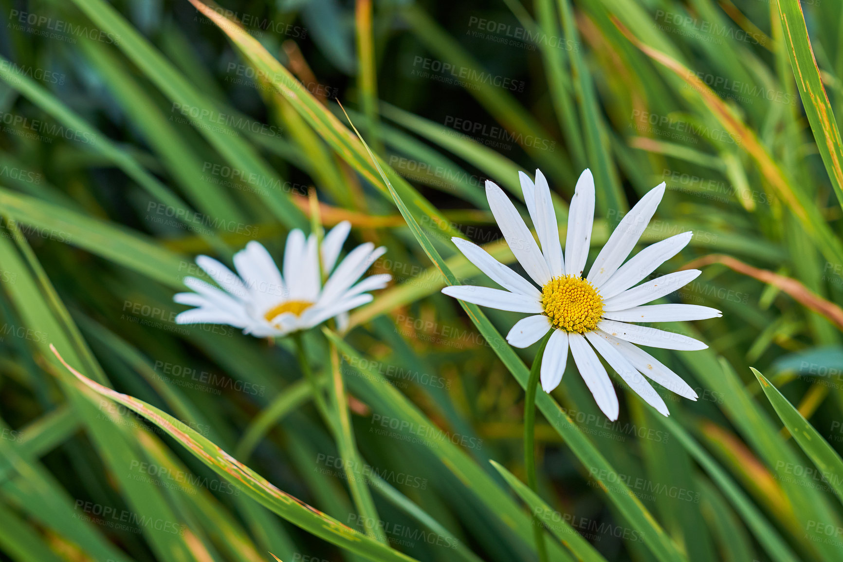 Buy stock photo Closeup of two daisy flowers growing in a grassy meadow. Marguerite perennial plants flourishing in spring. Beautiful white and yellow flower heads with delicate petals blooming in a garden in summer