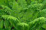 Fern in my jungle garden