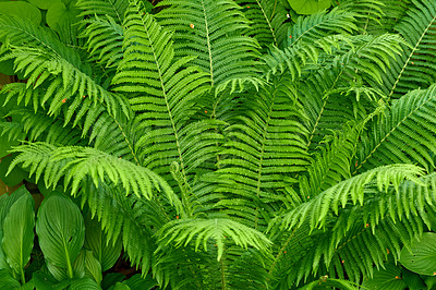 Buy stock photo Green, growth and wallpaper with fern in garden closeup for botany, horticulture or landscaping. Background, environment and nature with plants growing outdoor in backyard for conservation or ecology