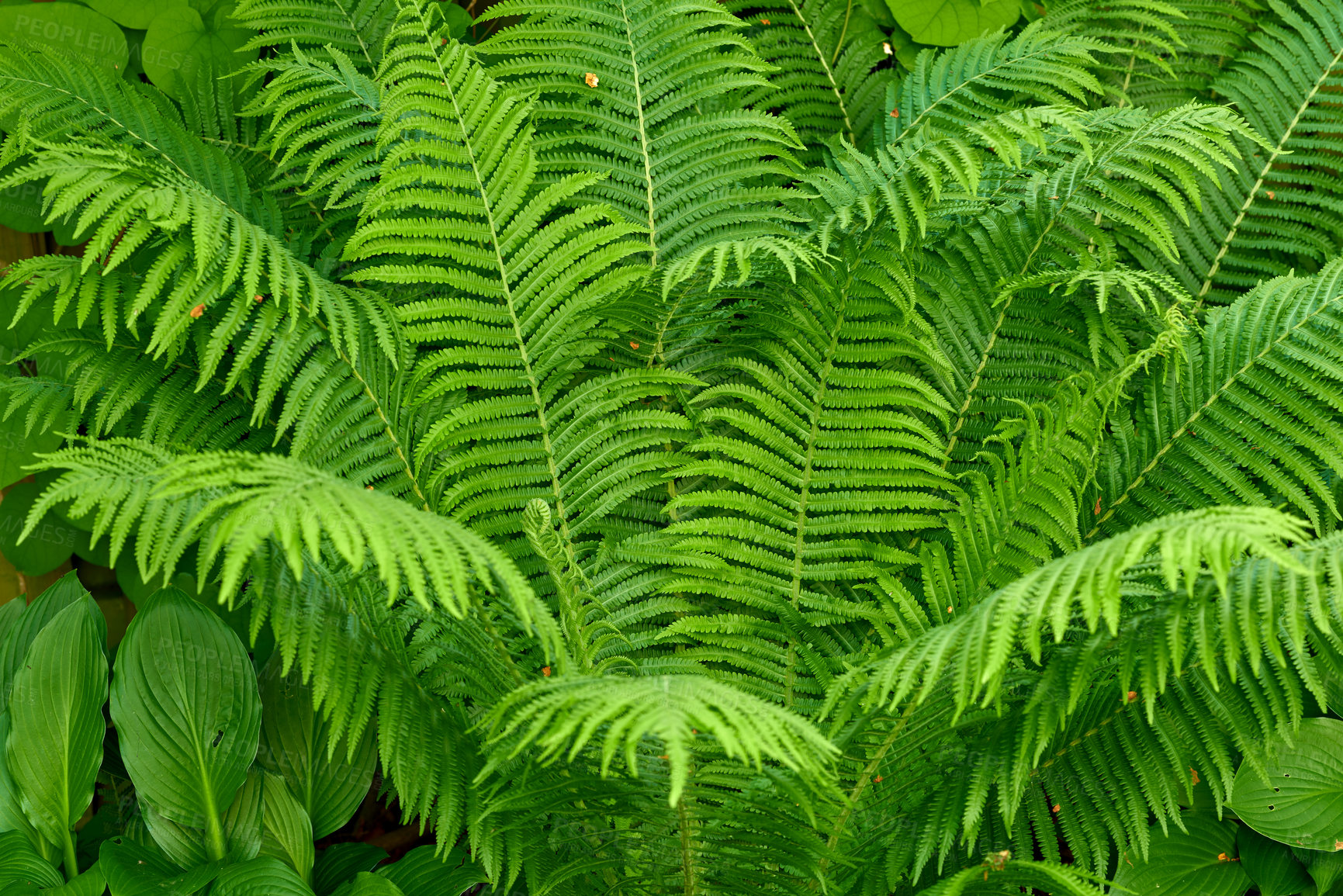 Buy stock photo Green, growth and wallpaper with fern in garden closeup for botany, horticulture or landscaping. Background, environment and nature with plants growing outdoor in backyard for conservation or ecology