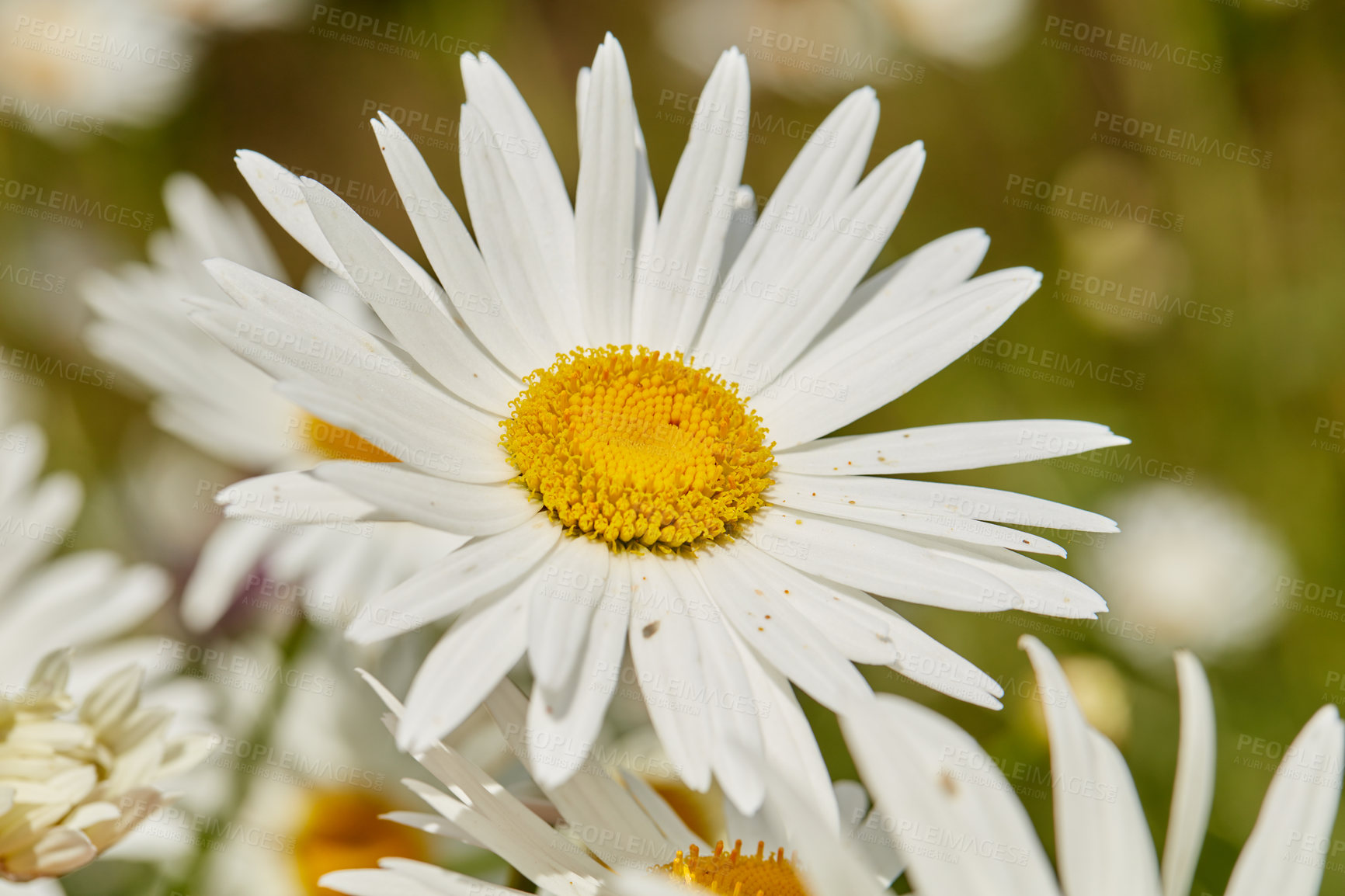 Buy stock photo Closeup top view of one daisy flower growing in a field outside in summer. Zoom of a single marguerite plant blooming on a green meadow in spring from above. White flower blossoming in a garden