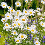 Daisy - Marguerite