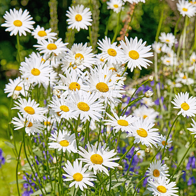 Buy stock photo Daisy flowers growing in a green meadow from above. Top view of marguerite perennial flowering plants on a field in spring. Beautiful white flowers blooming in backyard garden. Pretty flora in nature