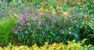 Buy stock photo Aster flowers growing in a lush green botanical garden in summer. Flowering plants blooming in its natural environment in spring. Pretty pink flowers blossoming in a garden. Flora in a meadow