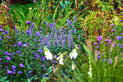 Buy stock photo Beautiful purple blue flower Korean mint in the garden. Nature floral background. Purple flowers and green plants. Bunch of lupines summer flower surrounded by mixed plants. Lavender blossom.  