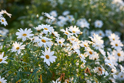 Buy stock photo Landscape of daisy flowers growing in backyard garden in summer. Marguerite perennial flowering plants on grassy field in spring. Beautiful white flowers blooming in a nature reserve. Flora on farm