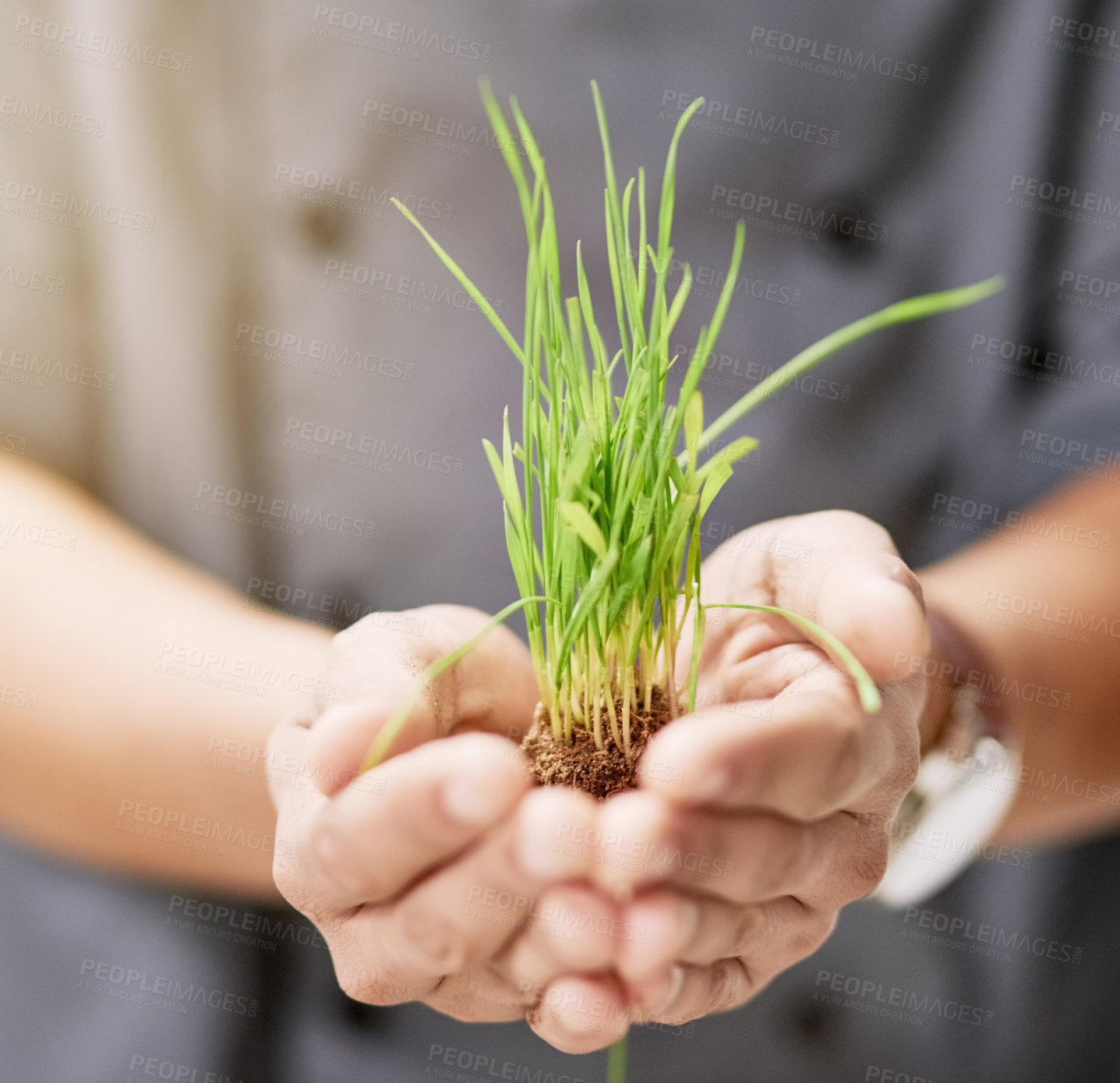 Buy stock photo Hands, business and person with plant for growth, company development and eco friendly startup. Palms, soil and chef with grass for organic ingredients and sustainable fresh food for vegan restaurant