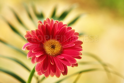 Buy stock photo Daisy, flowers and natural with environment, countryside and sustainability with tropical plants. Gerbera, empty and texture with spring, blossom and color with ecology, floral and eco friendly