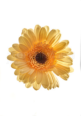 Buy stock photo Gerbera is native to tropical regions of South America, Africa and Asia.