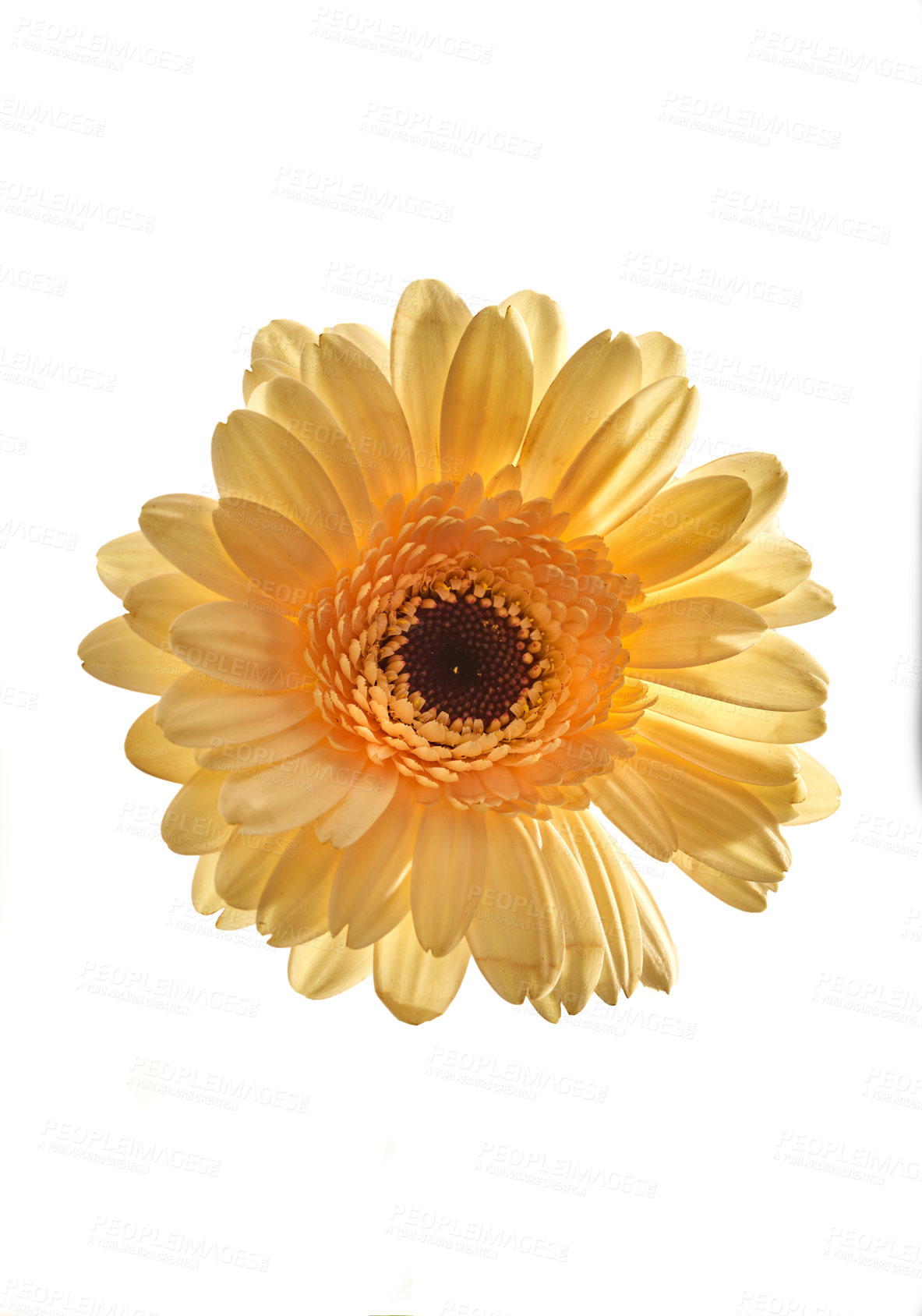 Buy stock photo Gerbera is native to tropical regions of South America, Africa and Asia.