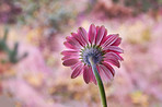 Beautiful gerbera flower