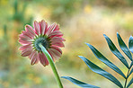 Beautiful gerbera flower