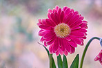 Beautiful gerbera flower