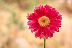 Beautiful gerbera flower