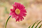 Beautiful gerbera flower