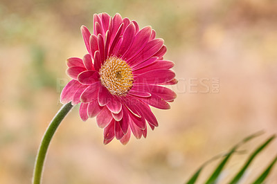 Buy stock photo Daisy, flowers and natural with environment, ecology and sustainability with tropical plants. Gerbera, empty and texture with spring, climate change and color with blossom, floral and countryside