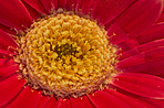 Beautiful gerbera flower