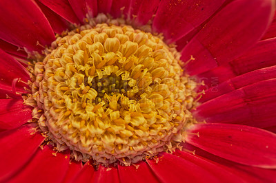 Buy stock photo Spring, pollen and closeup of flower in nature for environment, sustainability and botany. Gardening, petal and floral with gerbera daisy plant in countryside outdoors for blossom,  growth and season