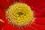 Beautiful gerbera flower