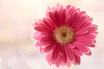 Beautiful gerbera flower