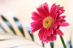 Beautiful gerbera flower