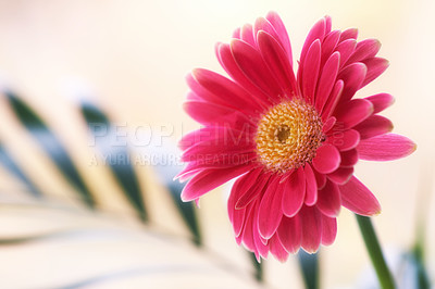 Buy stock photo Flower, outdoor and botanic for environment for conservation, nature reserve and biodiversity. Garden, forest and daisy plants for eco friendly, organic and sustainability to blossom or growth